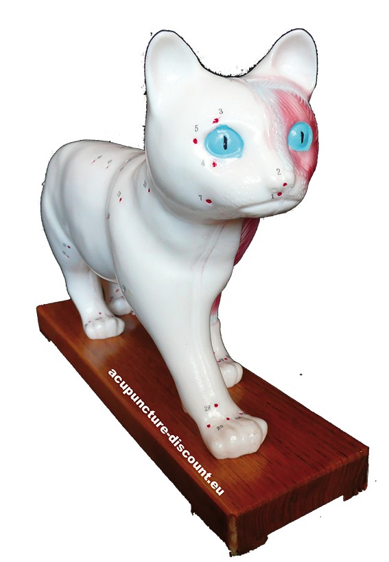 Cat Model Acupuncture Points Acupuncture Discount Cat Model Acupuncture Points Acupuncture Discount
